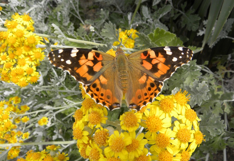 istria2009 447.jpg - Brijuni